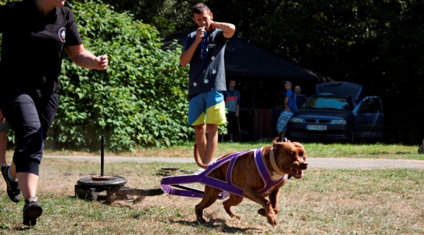 Pit Bull show Slovakia 2013